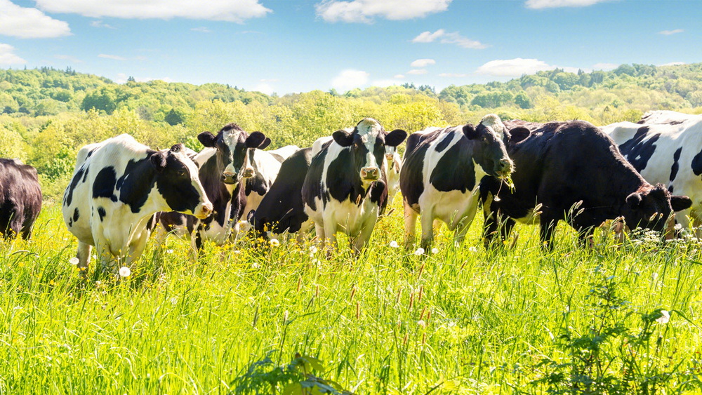 CA88����(�й���) - Ψһ�ٷ���վ