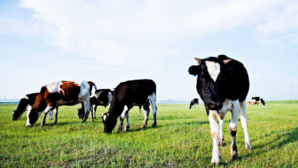 CA88����(�й���) - Ψһ�ٷ���վ