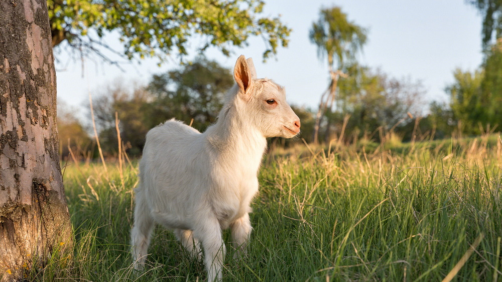 CA88����(�й���) - Ψһ�ٷ���վ